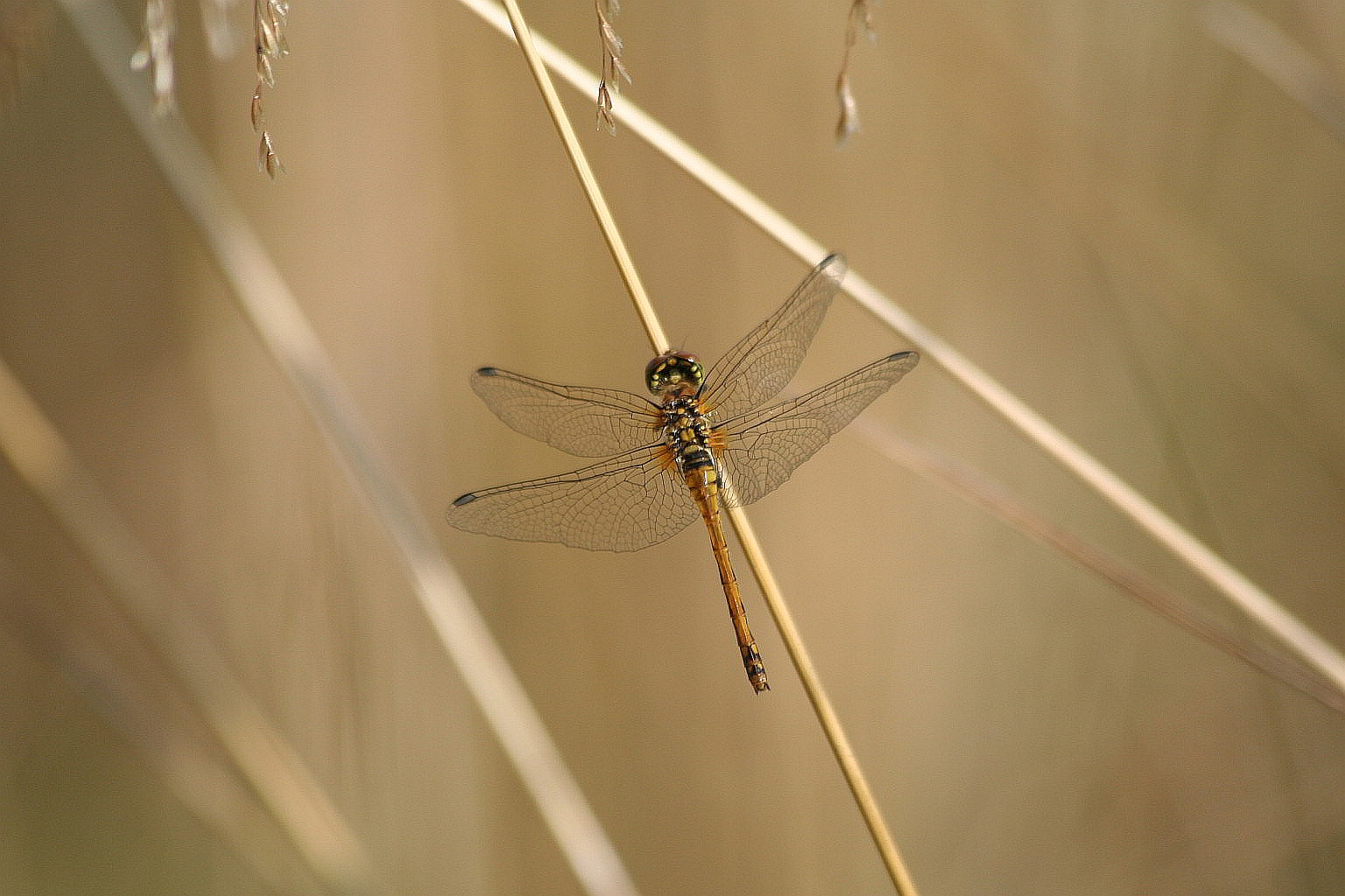 Sympetrum danae?